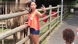 头发被吃了，美女与骆驼自拍，被骆驼啃了一口