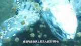 世界长最大的乌龟，嘴巴里长满了尖利的棱角，看上去太吓人了