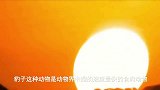 豹子狩猎羚羊，反被羚羊攻击，只能逃跑躲避攻击！