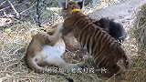 小刺猬变身“嘤嘤怪”，刺猬妈妈闻讯赶来后：孩子！你咋扎妈嘴呢