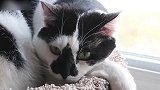 卧在小窝里的猫咪，你这奶凶奶凶的眼神，是谁惹你了呢