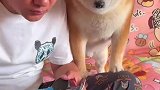 柴犬又是被馋哭的一天，眼神从锅里盯到嘴里