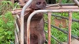 二代野猪把木头当甘蔗吃
