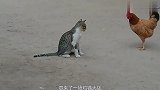 鸡猫大战落单母鸡被喵星人盯上,视频记录下这样一幕!