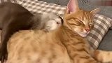 小水獭每天必须要抱着猫咪，才能安心睡觉，被它们萌化了！