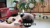 幸福的巴哥母子和主人一起吃榴莲，两眼放光的样子太可爱了，奢侈