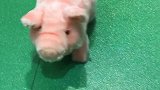 鹿晗的vlog，中途把小猪当成陈赫，出言调侃被陈赫追杀