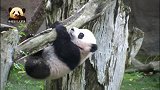 熊猫宝宝脚底打滑差点摔了，好在身手敏捷紧紧抱住树干：快来救我