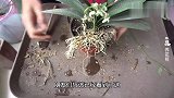 君子兰盆里长满了草，换盆加点神仙水，养好不难！
