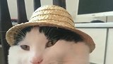 猫咪：铲屎的，你买这么小一顶帽子是故意膈应我呢