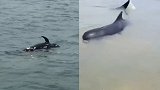 广西北海冠头岭海域漂海豚尸体 死亡约一周