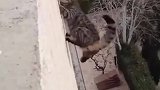 如果猫从七楼坠落会怎么样