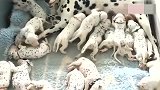 狗狗打破世界吉尼斯记录，一次生下15只狗宝宝，太厉害了！