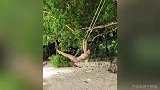 太惬意了！比基尼小姐姐在海边树林荡秋千 大长腿有点晃眼