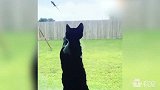 萌萌小奶猫互相撕咬，撕掉一堆毛