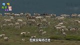 驯鹿渡江真是祸不单行，不仅要躲开狼的袭击，对岸还有棕熊等着！