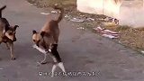水獭缠着猫咪教它“越狱”，猫咪感到生无可恋，太搞笑