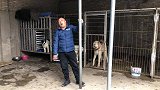 欣赏下这种猛犬，特点是体型大威慑力强，英勇无畏还忠心护主