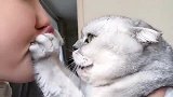 猫咪团子活该单身，亲下都不让还差点被咬，就这脾气太暴了