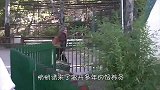 雄狮病入膏肓不吃不喝，饿到皮包骨，动物园立即将其转移！