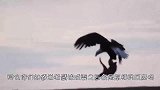 老鹰智商下线，将一只假鸭子叼上岸之后，场面一度尴尬