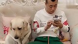 男主不承认自己抽烟，拉布拉多用行动揭穿它的谎言，结局扎心了