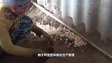 原来鳖场是这么孵化鳖苗的，随意倒在一起，这都能孵出来