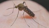 O型血真的最招蚊子？住得高就能摆脱蚊子的骚扰了？