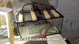 给青蛇区域打扫卫生，角蛙一口咬住非洲牛蛙，抢救及时不然危险了