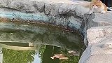 猫咪看到鱼塘无从下手，男孩们帮忙让它抓鱼