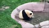 大熊猫旁若无人的在洗澡，洗完了还大摇大摆的爬树上去晒干
