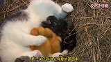 爆笑：喵星人不要忘了你是一只公猫啊