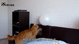 三只猫咪看主人打乒乓球，其中橘猫来了兴趣：就没有本喵接不住的