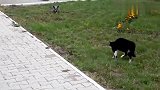 狗狗和猫咪准备来一场较量，一出手狗狗就被猫咪吓的落方而逃