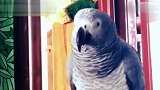 主人说鹦鹉睡觉起来有点傻，鹦鹉你有意思吗你真不是好人