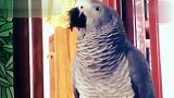 主人说鹦鹉睡觉起来有点傻，鹦鹉你有意思吗你真不是好人