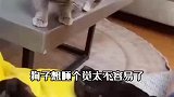 狗子想睡个觉太不容易了
