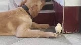 狗狗和小鸡是怎样玩到一块去的