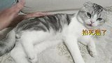 主人拍哈士奇的屁股，这货脾气太狠了，最后和主人打起来了