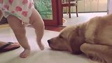 拉布拉多赛文：看什么看？没看过吃饭斯文的狗子吗？
