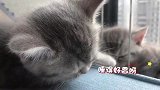 小奶猫第一次自己上厕所，铲屎官太不容易了