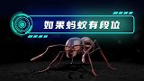 如果蚂蚁有段位他们的威力分别会有多大呢
