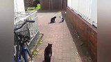 黑猫看到自己的兄弟被别的猫欺负，二话不说上去就干