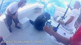 男子往海里丢鱼 引海狮跳上船求投喂：还要吃！