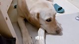 没经同意进了房间，狗子的眼神太搞笑了