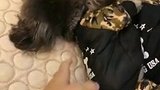 崽胖子和灰崽睡着了，只有闹钟才能叫醒它俩
