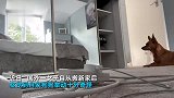 无人房间狗子紧盯着衣柜狂吠，柜门自动开关瞬间吓懵
