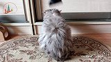 给生气的猫咪吹毛,它一动也不动,像个大毛球