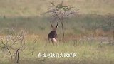 鳄鱼攻击羚羊，野狗也要凑热闹，结果谁也没有把羚羊狩猎成功！