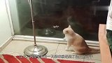 猫咪被壁虎一口咬在爪子上，主人看的好笑，猫咪急了快救驾啊！